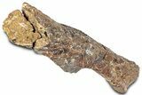 Fossil Ornithopod Dinosaur (Dryosaurus) Femur - Wyoming #325126-2